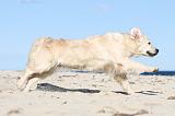 GOLDEN RETRIEVER 484